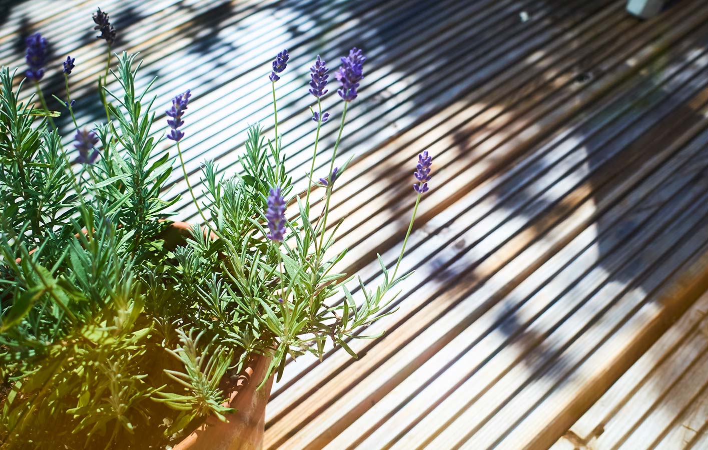 Nahaufnahme einer Terrasse mit Lavendel